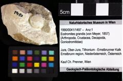 Foto (Objket + Etiketten) von Gastrosacus torosus (Robins, Feldmann & Schweitzer, 2013) 